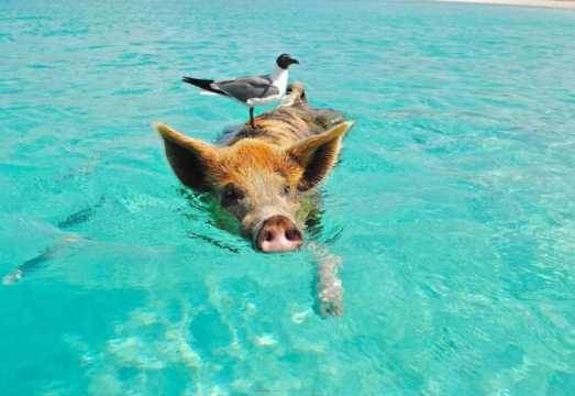 Thailand Koh Samui Tean Island Diving and Snorkeling Experience 4-8 Hours [Pig Island Speedboating 1-Day Tour/Half-Day Tour + Meal]