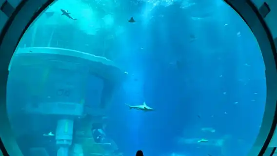 阿布達比謝赫扎耶德大清真寺+阿布扎比海洋世界一日遊