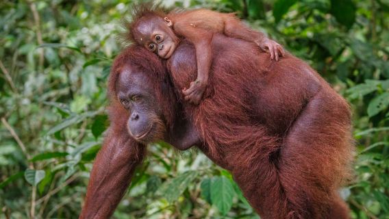 Escursione di mezza giornata al Semenggoh Wildlife Centre da Kuching - Opzione tour mattutino o pomeridiano