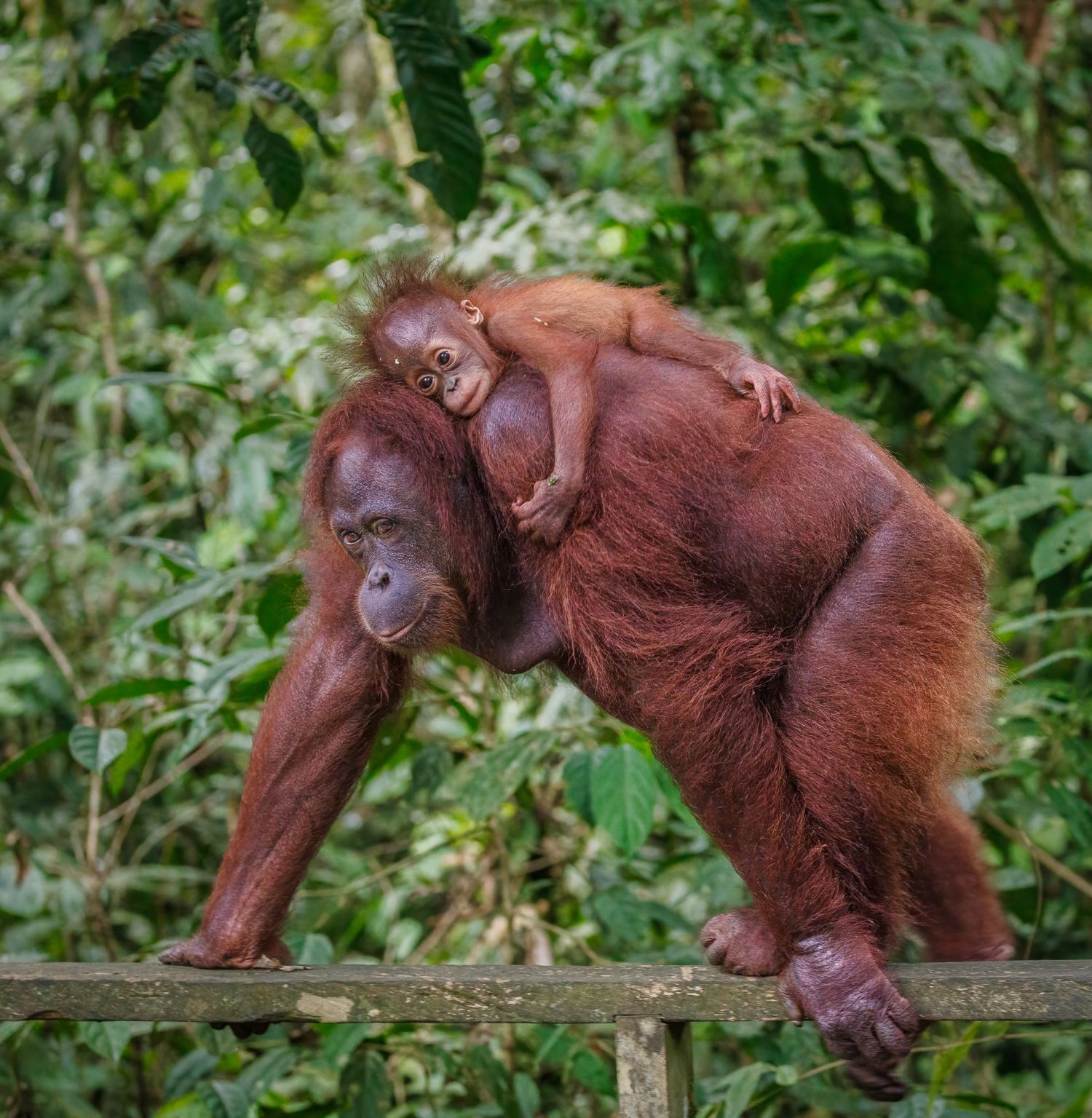 Semenggoh Wildlife Centre Half Day Trip from Kuching - Morning or Afternoon Tour Option