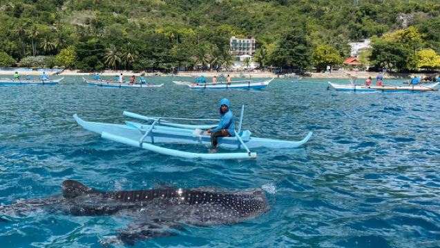 필리핀 세부 오슬롭 고래상어 + 사르디네 폭풍 당일 치기 여행 중국어 단체 관광 고래상어 관람