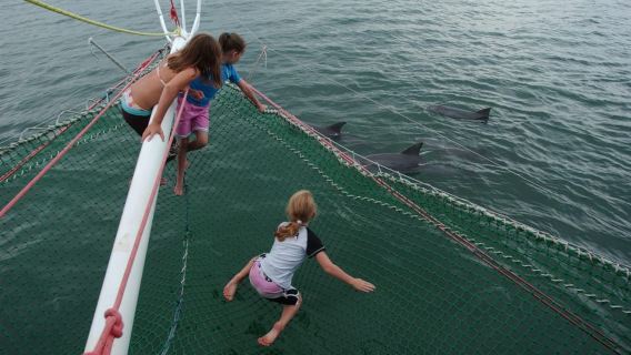Nelson Bay: crociera e vela per osservare i delfini