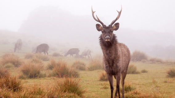 Wisata Komprehensif: Horton Plains dan Pabrik Teh Pedro