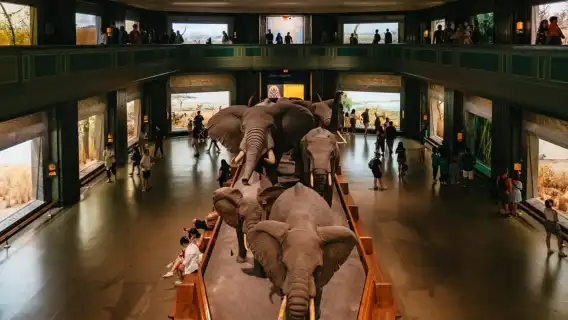 New York City: American Museum of Natural History Ticket