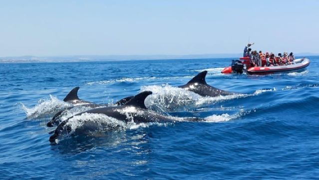 Depuis Albufeira : visite guidée en bateau des grottes de Benagil et des dauphins
