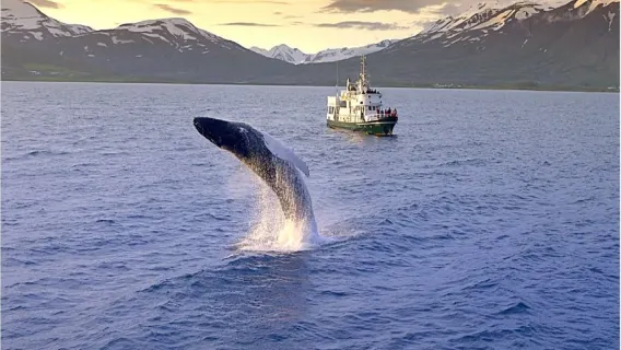 아이슬란드 레이캬비크 고래 관찰 투어 (오디오 가이드 + 무료 재관람 + 아이슬란드의 고래 선택 가능)