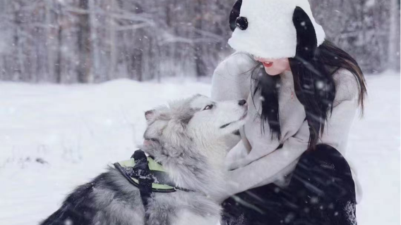 長白山二傻巡山記·毛孩度假【徒步雪林秘境|萌犬撒歡陪遊】