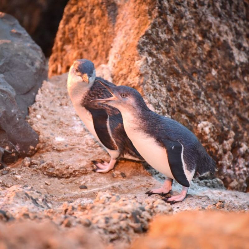 Oamaru, Nuova Zelanda: Tour serale per osservare il ritorno a casa dei pinguini blu (opzione standard/VIP)