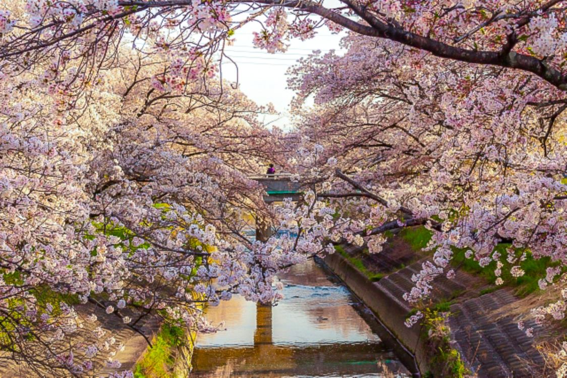 【7/4までSALE】【PSA10】 CHERRY BLOSSOM 040 R Nara Cherry Blossom 7 Highlights Day Tour from Osaka (Nara Park