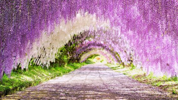 Hanoi Wisteria Garden & Moji Port Retro Style & Kitakyushu Outlet Shopping [Berangkat dari Fukuoka]