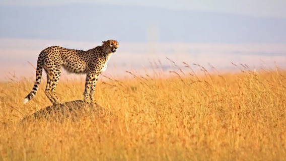Kenya/Nairobi/Masai Mara|Customized Itinerary/Transfer Service/Point-to-Point Transportation