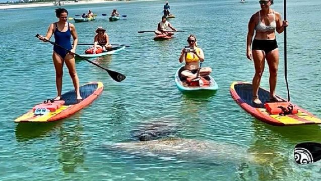Tour en kayak para ver delfines y manatíes en Daytona Beach
