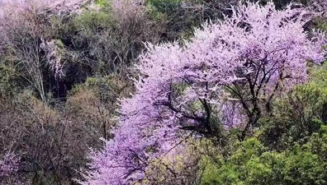 太白山國家森林公園一日包車遊【賞太白美景包5座7座9座車】