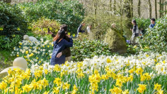 Excursión a los jardines de Keukenhof en Ámsterdam, Holanda - Autobús de ida y vuelta con entrada y múltiples horarios disponibles