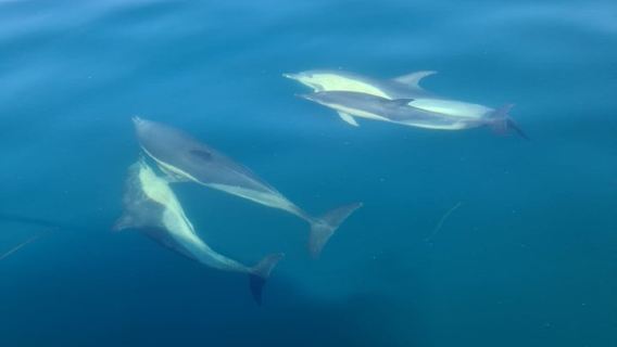 2-hour Guided Mini Eco Tour at Dingle, Ireland