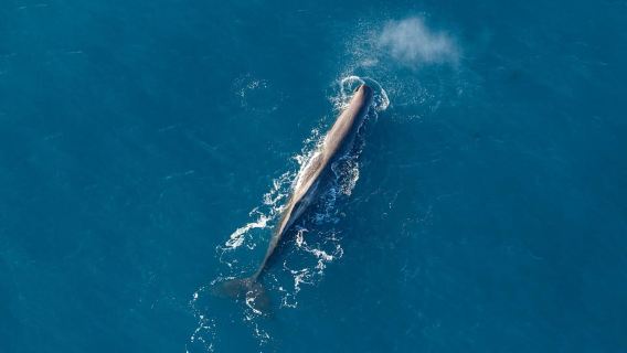 Kaikoura: Extended Flight Whale Watching & Mountain Tour