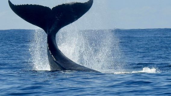 Whale watching tour in Gold Coast, Australia [2.5 hr/high-speed boat/3 daily departures]