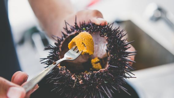 Croisière gastronomique aux fruits de mer à Hobart en Tasmanie (oursins pêchés sur place, dégustation de homard, ormeau, saumon atlantique et vin)
