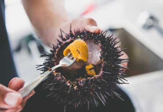 Hobart, Tasmania seafood cruise (freshly harvested sea urchin, tasting lobster, abalone, Atlantic salmon, and wine)