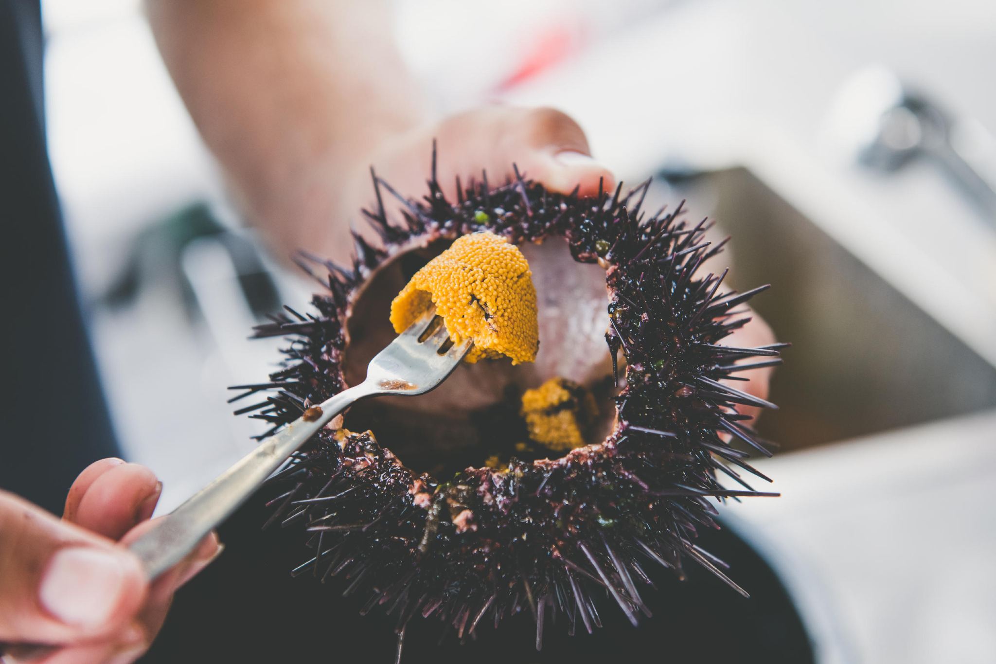 Hobart, Tasmania seafood cruise (freshly harvested sea urchin, tasting lobster, abalone, Atlantic salmon, and wine)