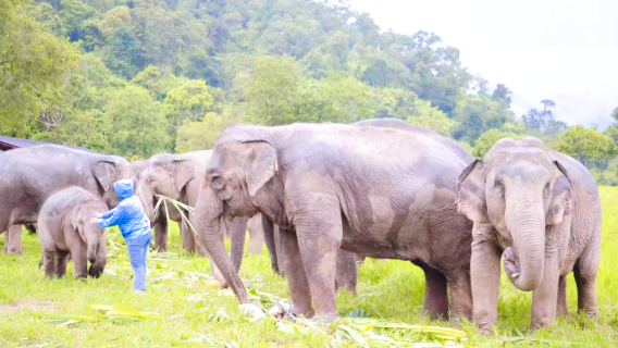 Mae TaengTours