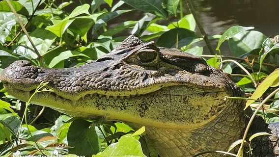 Tortuguero