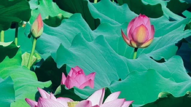 ทั่วทั้งเขตปกครองตนเองกว่างซี|ไกด์นำเที่ยว|แปล|ไกด์ท้องถิ่น|บริการแปลภาษาเชิงธุรกิจ/บริการแปลงานแสดงสินค้า/City Walk/การบรรยายด้วยไกด์ในสถานที่ท่องเที่ยว/ทัวร์วันเหมารถ/ยินดีให้คำปรึกษา