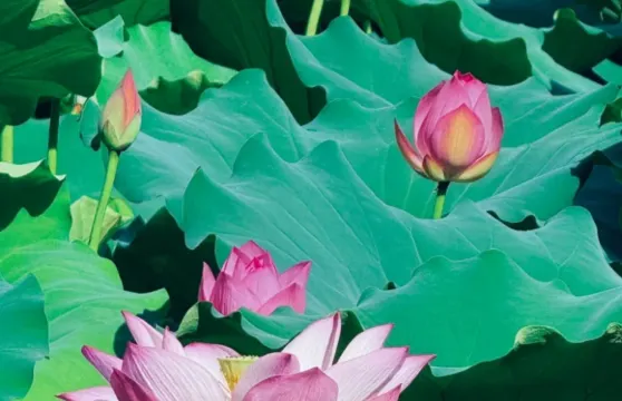 廣西全境|導遊|翻譯|地陪導遊|商務翻譯/展會翻譯/city walk/景區人工講解/包車1日遊/歡迎查詢