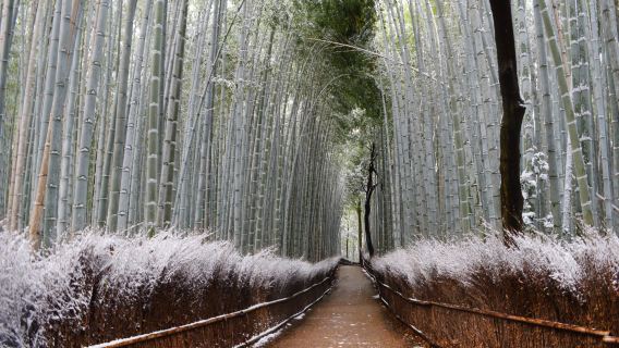 日本京都伏見稲荷大社＆嵐山＆奈良公園ワンデーツアー（食事オプション可）