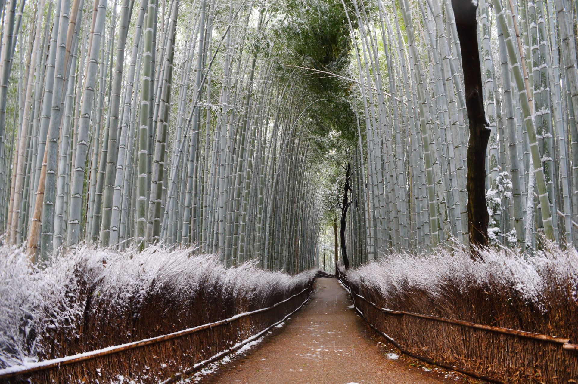 Tour di un giorno al Santuario di Fushimi Inari-taisha, Arashiyama e Parco di Nara a Kyoto (con opzione pasti)