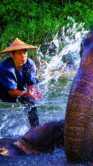 Chiang Mai New Elephant Home Namtok Bua Tong-Nam Phu Chet Si National Park 1-day tour Taishan ziplining elephant cafe