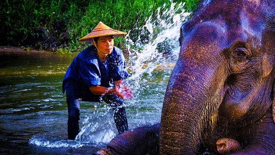 Chiang Mai New Elephant Home Namtok Bua Tong-Nam Phu Chet Si National Park 1-day tour Taishan ziplining elephant cafe
