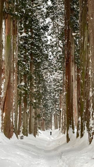 東京/長野出發：日本長野市地獄谷野猿公苑＋戶隱一日遊不含門票
