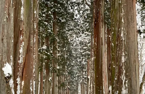 東京/長野出發：日本長野市地獄谷野猿公苑+戶隱一日遊