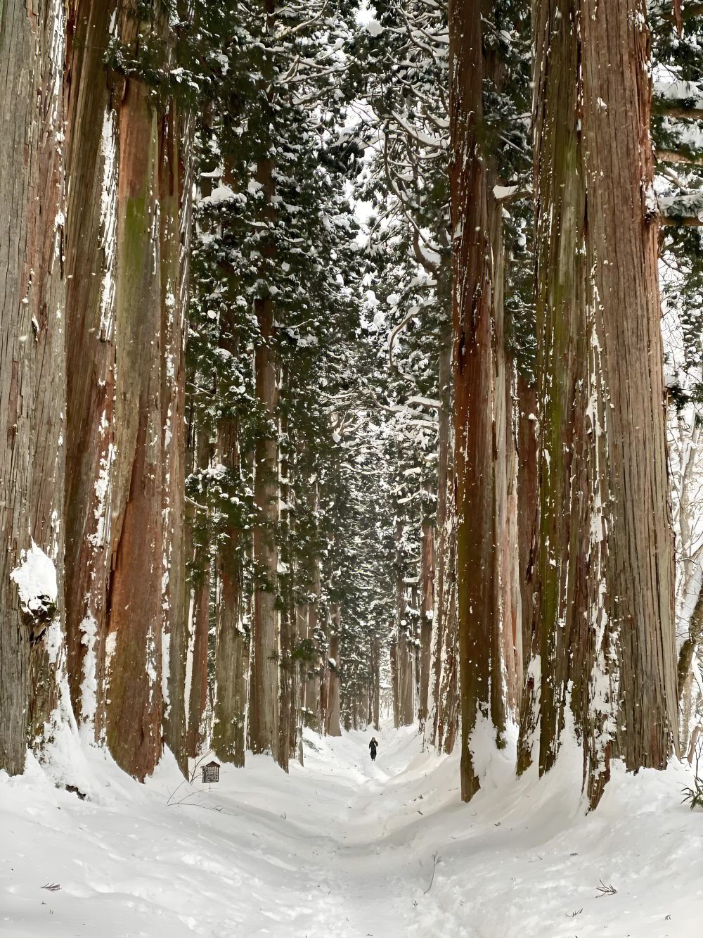 日本長野市地獄谷野猿公苑+戶隱一日遊（東京出發2選1）