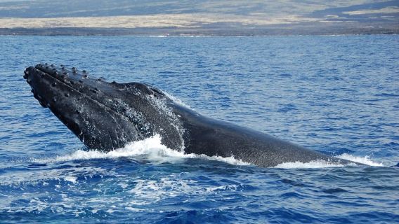 Kailua-Kona: Walbeobachtungstour auf Big Island