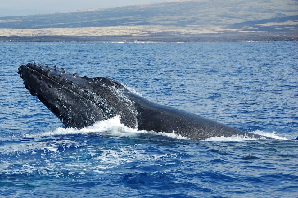 Kailua-Kona: Whale Watching Cruise on the Big Island