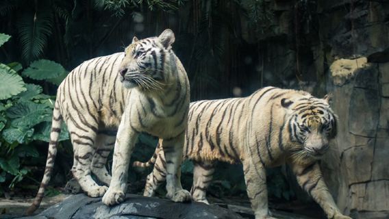 Pacchetto gastronomico presso il Qingyuan Chimelong Giraffe Castle Hotel con opzione di colazione e cena, accesso al Forest Kingdom e al parco termale