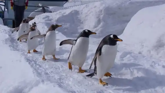 오타루 수족관, 로프웨이, 삿포로 출발 시네마틱 버스 투어