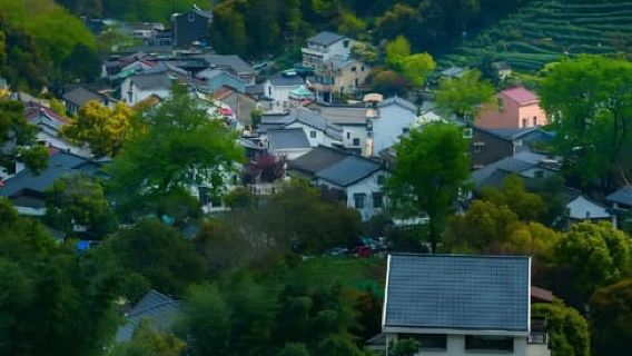 Hangzhou: Recorrido de recolección y degustación de té en la aldea de Longjing