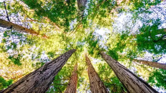 從舊金山出發：繆爾森林導覽遊