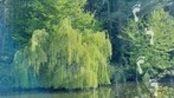 #Wonderwalk-National Trust Minnowburn