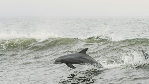 Tarifa: Avistamiento de delfines y ballenas desde Sevilla