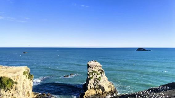 Auckland private charter day tour: Westhaven Marina + Devonport + Muriwai Gannet Colony + Western Springs Lakeside Park + Mount Eden