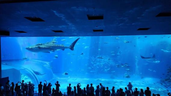 Okinawa: Aquarium + Sesoko Beach + Busena Marine Park + Pineapple Park [Chinese Private Charter]