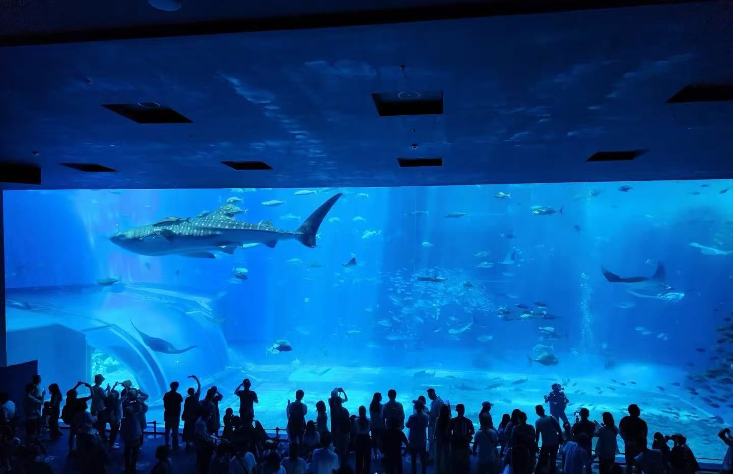 沖繩：水族館+瀨底海灘+部瀨名海中公園+鳳梨園【中文包車】