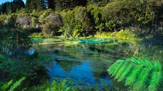 Passeio de um dia de ida e volta de Auckland para Blue Spring + Wai-O-Tapu Thermal Wonderland + Cascata Huka + Lago Taupo