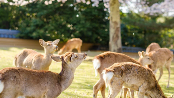Private charter/transfer/translation in Nara/Uji with Chinese-speaking driver. Customizable itinerary.