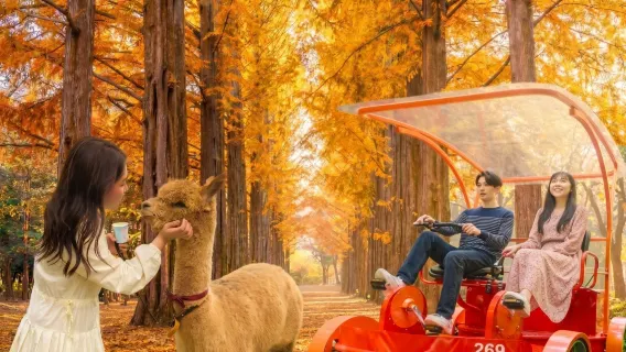 1-day tour to Nami Island + Petite France & Italia Village Pinocchio & Da Vinci + Gangchon rail bike in Korea