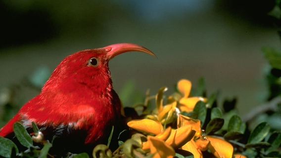 Big Island: Native Bird Watching & Hiking Tour